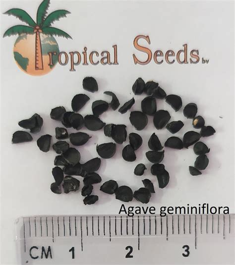 Agave geminiflora Seeds