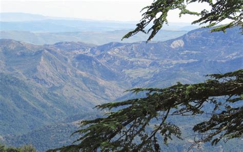 Tell Atlas Mountains In Algeria Near The Mediterranean Coast | Arboreal