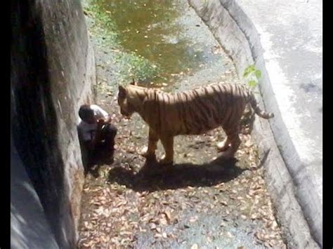 Tiger Eating Man Alive