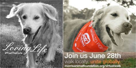 Two Ways To Help Pet Cancer - Golden Woofs