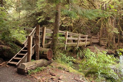 Log Bridge in the Rainforest Photograph by Carol Groenen