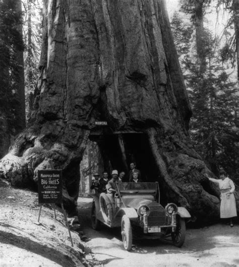 The Wawona Tree: Historic Photos Since Its Tunnel Was Formed Until Falling ~ vintage everyday