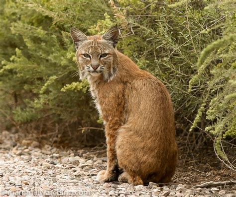 Arizona - Mammal Watching