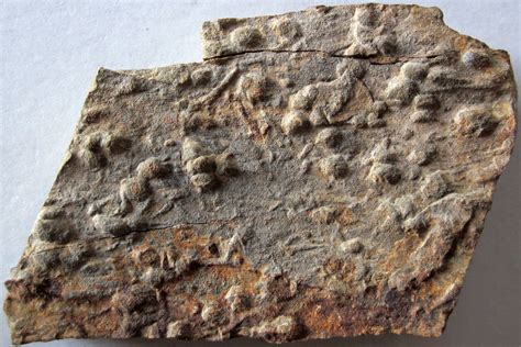 Trace fossils in siltstone (Hinton Formation or Bluefield … | Flickr