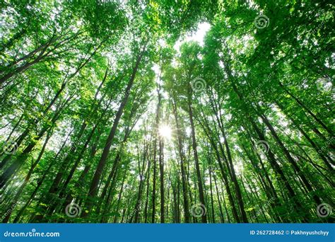 Forest Trees. Nature Green Wood Sunlight Stock Photo - Image of beautiful, environment: 262728462