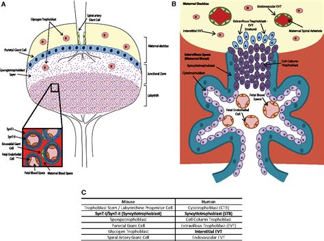 [PDF] Signaling pathways in mouse and human trophoblast differentiation: a comparative review ...