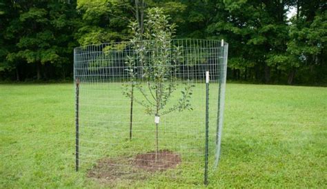 Build a Simple Fence to Protect Fruit Trees From Deer - Hobby Farms