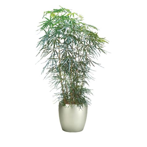 False Aralia Plant - False Aralia Indoor Plant Care | Plantscape LIVE