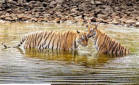 Contact – Pench Tiger Safari