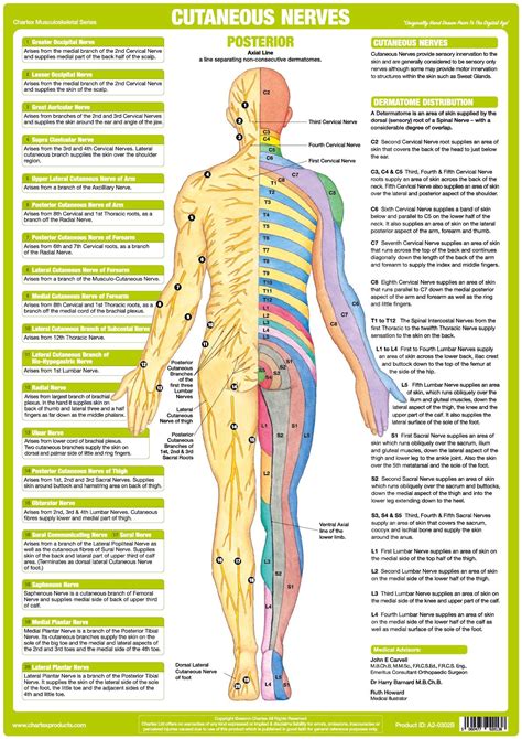 Cutaneous Nerves Anatomy Chart - Posterior – Chartex