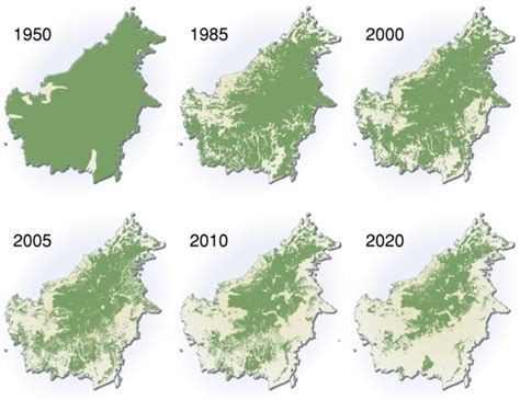 Pin on Rainforests - Environment