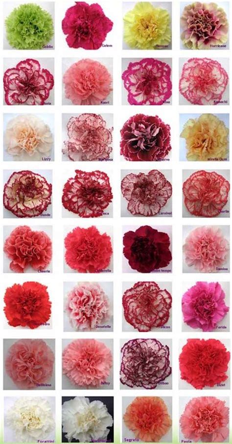 Here’s Why Carnation Flowers are the Best for Weddings | Carnation ...