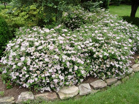 spirea bush - - Yahoo Image Search Results Landscaping Shrubs, Garden Shrubs, Flowering Shrubs ...