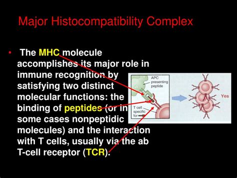 PPT - Major Histocompatibility Complex PowerPoint Presentation - ID:228171