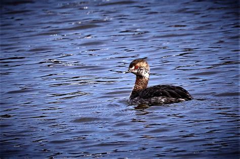 Horned-Grebe ! Spring Migration 👍 | Beautiful Colors 💯 | George W Bowles Sr | Flickr