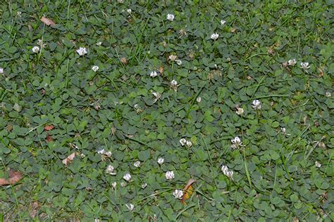 White clover is an invasive broadleaf weed that is found in lawns.