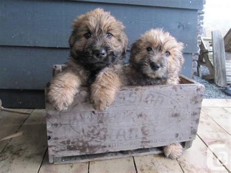 Bouvier Des Flandres Info, Temperament, Puppies, Pictures