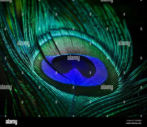 Indian peacock feather hi-res stock photography and images - Alamy