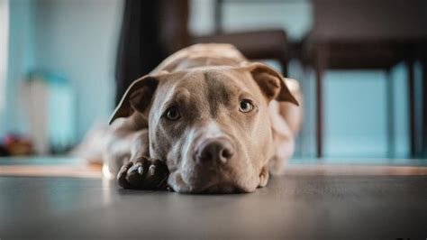 Understanding American Pit Bull Terrier Temperament – Forbes Advisor