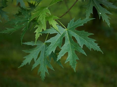 Planting A Silver Maple Tree: Learn About Silver Maple Tree Growth