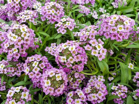 20 Low-Maintenance Ground Cover Plants to Prevent Weeds From Taking Over | GreenStories