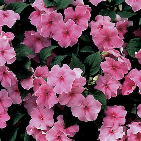 Impatiens, Accent™ Deep Pink Hybrid, Accent Series: Horticultural Products & Services