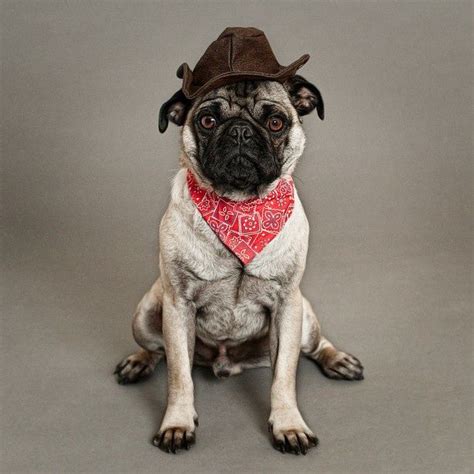 Frank the Pug is looking good on Pack. | Pugs, Dog halloween costumes, Dog halloween