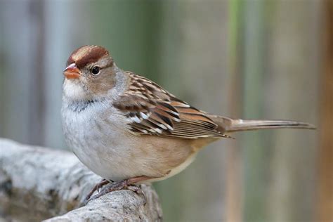 Juvenile White-Crowned Sparrow Photograph by Judy Tomlinson