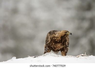 Golden Eagle Prey Stock Photo 740777029 | Shutterstock