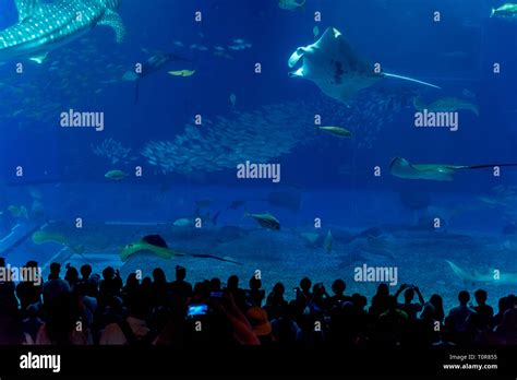 Whale shark and fish in Okinawa Churaumi Aquarium Stock Photo - Alamy