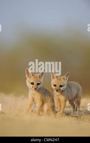 Indian fox (Vulpes bengalensis) pups at play by a den in the Little ...