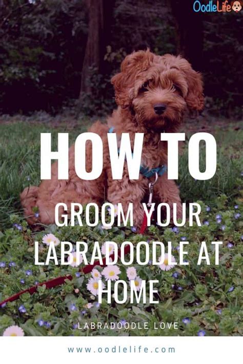 Labradoodle Grooming Guide - 11 Simple Australian Labradoodle Grooming Tips For Easy DIY ...