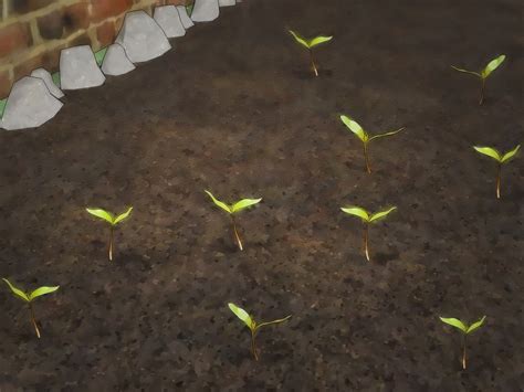 3 Ways to Germinate Maple Tree Seeds - wikiHow