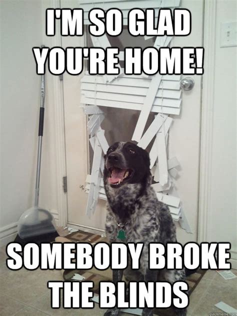 Dog breaks blinds | Just For Fun (Blind memes and whatnot) | Pinterest ...