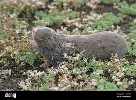 Lesser Mole-rat /Nanospalax leucodon/ Bulgaria ,Spalax leucodon Stock Photo - Alamy