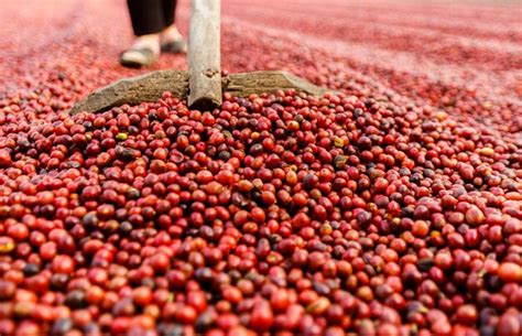 Premium Photo | Coffee beans drying in the sun