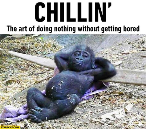 Chillin’ the art of doing nothing without getting bored | StareCat.com