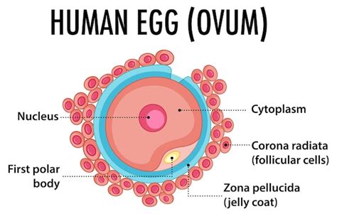 Human Egg Cell Diagram Labeled