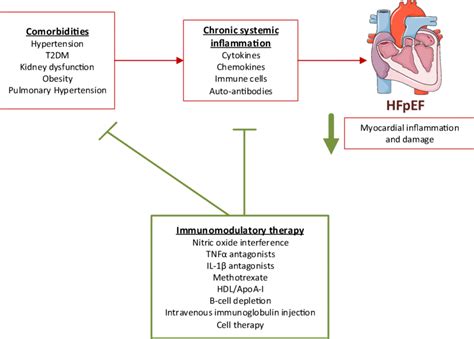 slsi.lk - how long for sulfatrim to work | Obese-inflammatory phenotypes in heart failure with ...