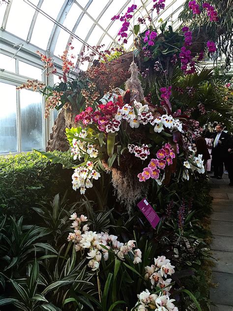 The New York Botanical Garden Orchid Show - Quintessence