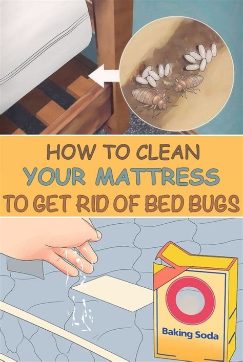 How To Get Rid Of Bed Bugs On Mattress https://festivalmontmelas.com/?p=18893 How To Get Rid Of ...