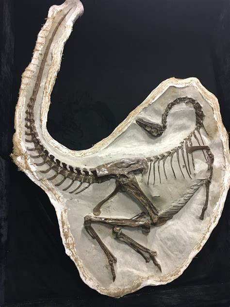 Dinosaur Fossil Friday - General Fossil Discussion - The Fossil Forum