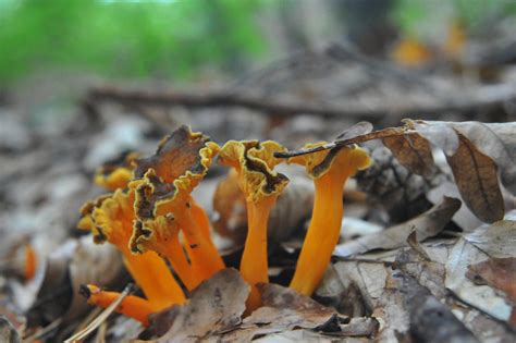 Cantharellus lutescens by mladen10 on DeviantArt