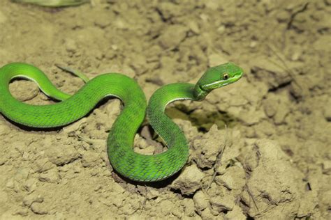 Snake species named Trimeresurus uetzi after Reptile Database creator