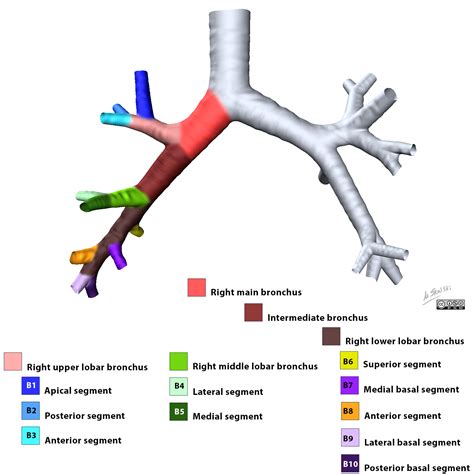 Radiopaedia - Drawing Right bronchial tree from anterior - English labels | AnatomyTOOL