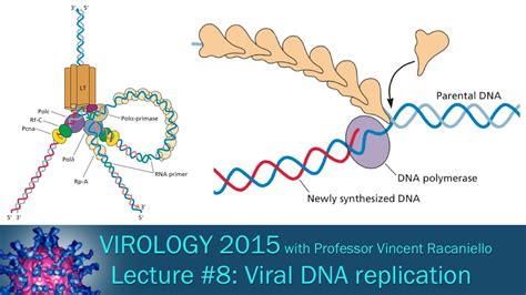 Virology 2015 Lecture #8: Viral DNA Replication - YouTube