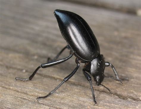 Darkling Beetles - The Daily Garden