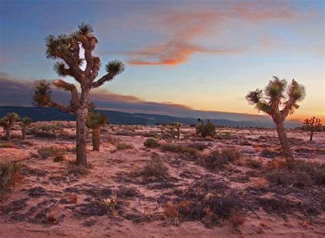 Mojave Desert | Mojave desert, Nevada desert, Nevada california