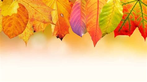 Fall Zoom background images - free virtual meeting backgrounds