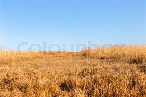 Wilderness Savannah Grassland Terrain | Stock image | Colourbox